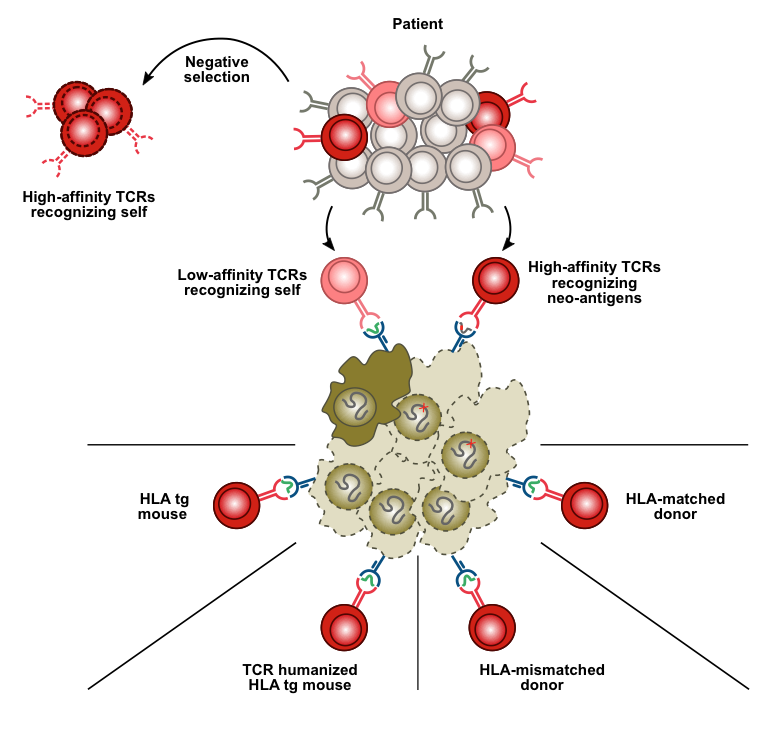 What Is The Difference Between Self And Non Self Antigens